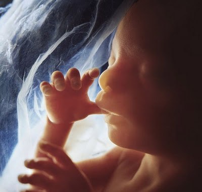 Эволюция эмбриона на фотографиях Леннарта Нильсона — шведского фотографа и ученого, пионера медицинской фотографии. Он потратил 10 лет жизни, чтобы снять на пленку эволюцию эмбриона от зачатия до рождения. Уникальные кадры с места, откуда люди делают перв - 9