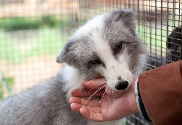 Одомашненные лисы, Новосибирск. Фото - Алексей Новиков - 6