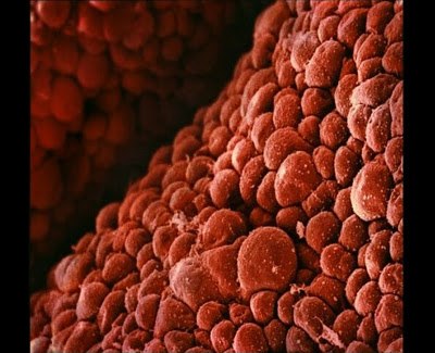 Эволюция эмбриона на фотографиях Леннарта Нильсона — шведского фотографа и ученого, пионера медицинской фотографии. Он потратил 10 лет жизни, чтобы снять на пленку эволюцию эмбриона от зачатия до рождения. Уникальные кадры с места, откуда люди делают перв - 5