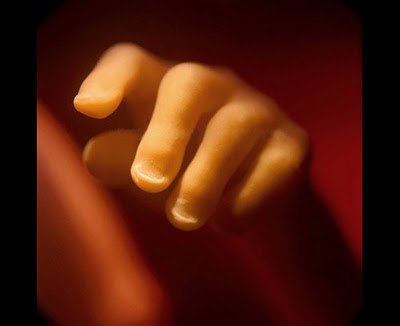 Эволюция эмбриона на фотографиях Леннарта Нильсона — шведского фотографа и ученого, пионера медицинской фотографии. Он потратил 10 лет жизни, чтобы снять на пленку эволюцию эмбриона от зачатия до рождения. Уникальные кадры с места, откуда люди делают перв - 7