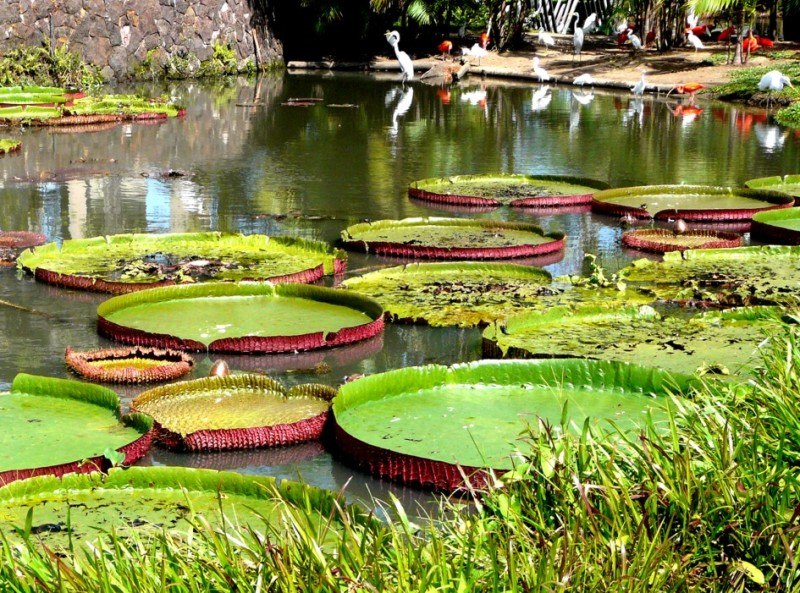 Амазония - 5