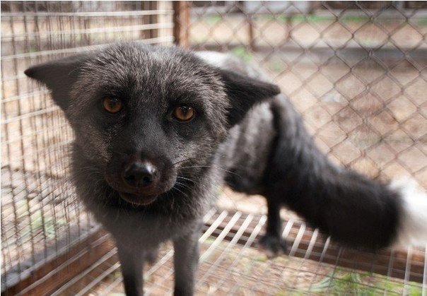 Одомашненные лисы, Новосибирск. Фото - Алексей Новиков - 8