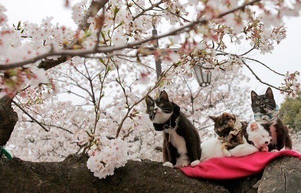 Cats are sitting on a flowering cherry twig in Tokyo, Japan