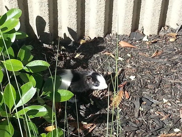 Необычная гостья. На днях калифорнийский офисный работник заметил из своего окна необычную белку с черно-белым окрасом и вдобавок голубоглазую. Такие особи крайне редко встречаются в природе. Пегая окраска чаще встречается у собак, кошек, крыс, лошадей, н