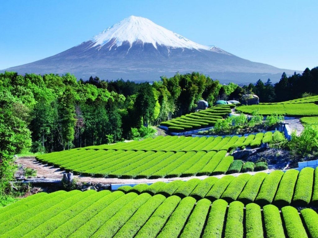 Чайные плантации около горы Фудзияма, Япония