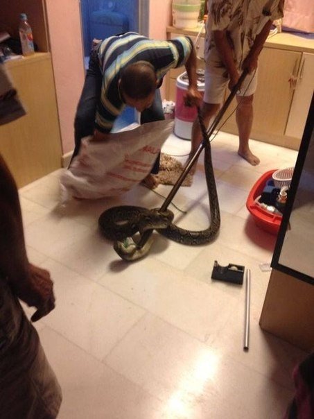 Удав пробрался в дом через унитаз