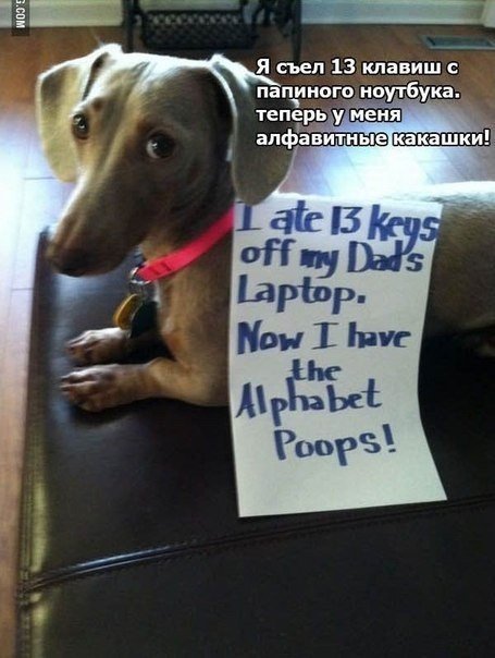 Признания собак - 6