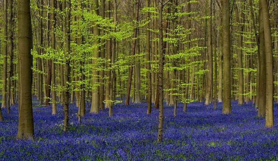 Квіти в лісі, Бельгія