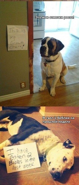 Признания собак - 5