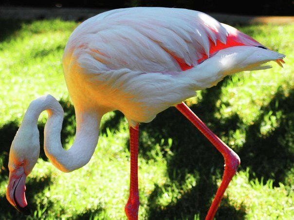 The Australian pink flamingo, nicknamed Greiter, was the oldest representative of the Flamingo Order. Due to age-related ailments, the 83-year-old bird was put to sleep