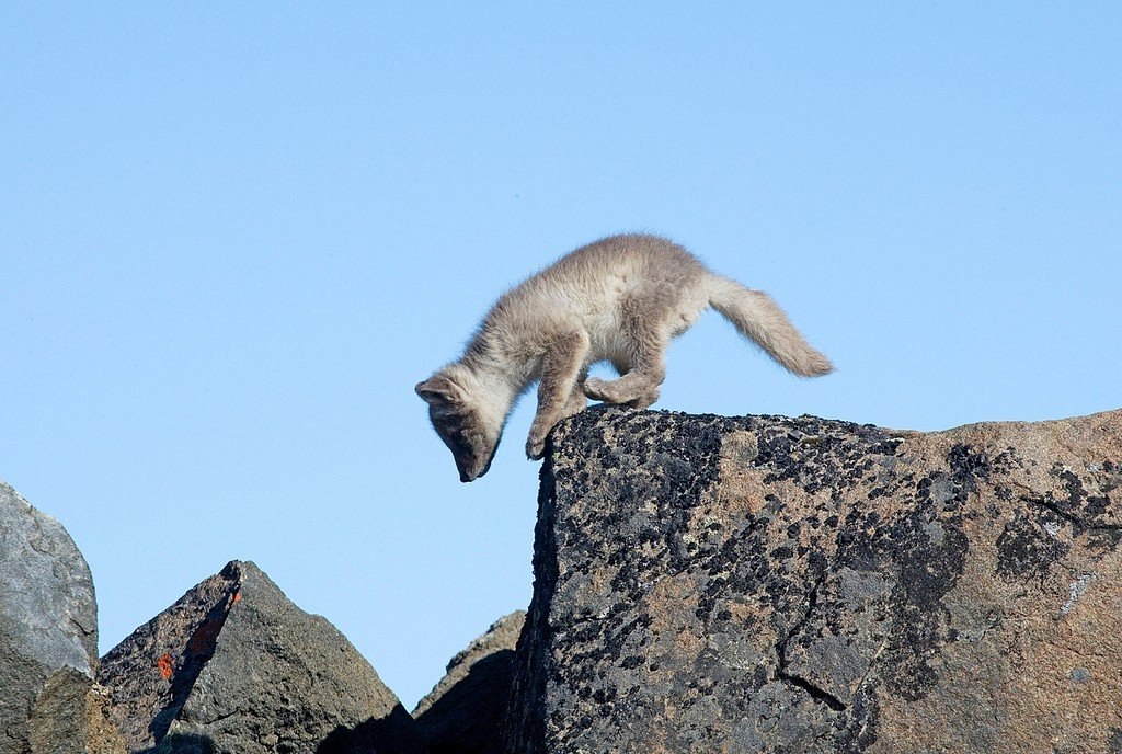 Арктические лисята - 5