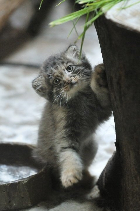 Детеныши манула - 8