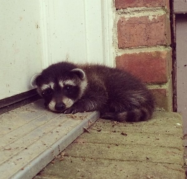 Малыш енот