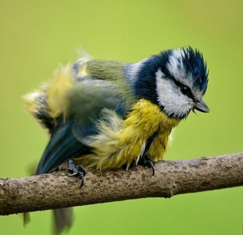 Синички купаются - 5