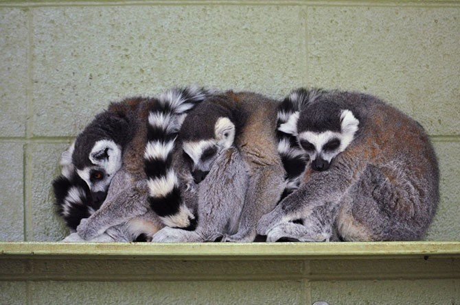 Животные в объятиях - 6