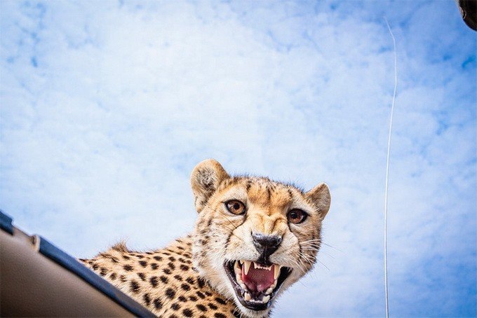 Встреча с гепардом в Танзании - 8