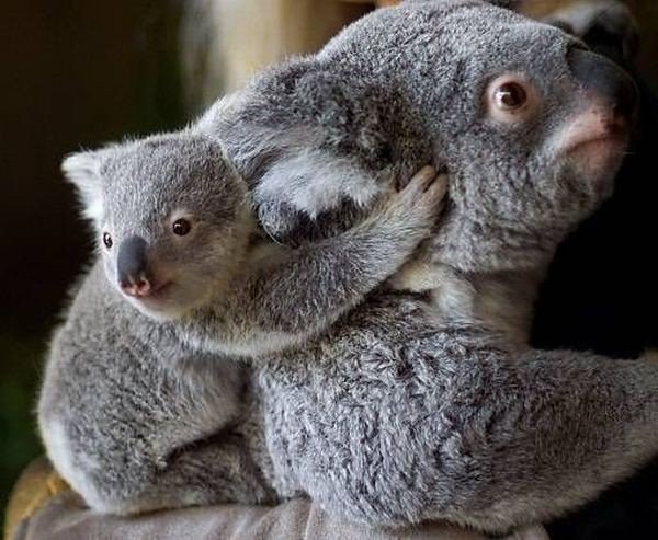 Материнская любовь