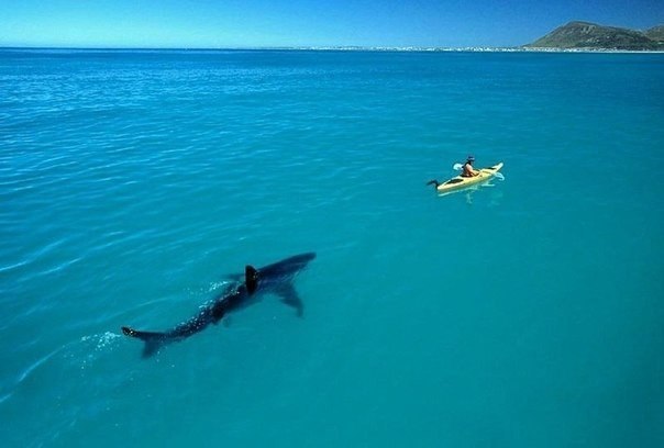 Фотографии, которые "взорвали" интернет.. Фотографии, которые потрясли Всемирную сеть в разное время - 6