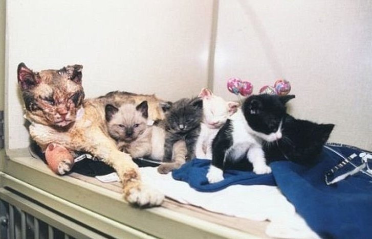 Скарлетт – бездомная кошка, которая, рискуя собой, спасла своих котят из пожара