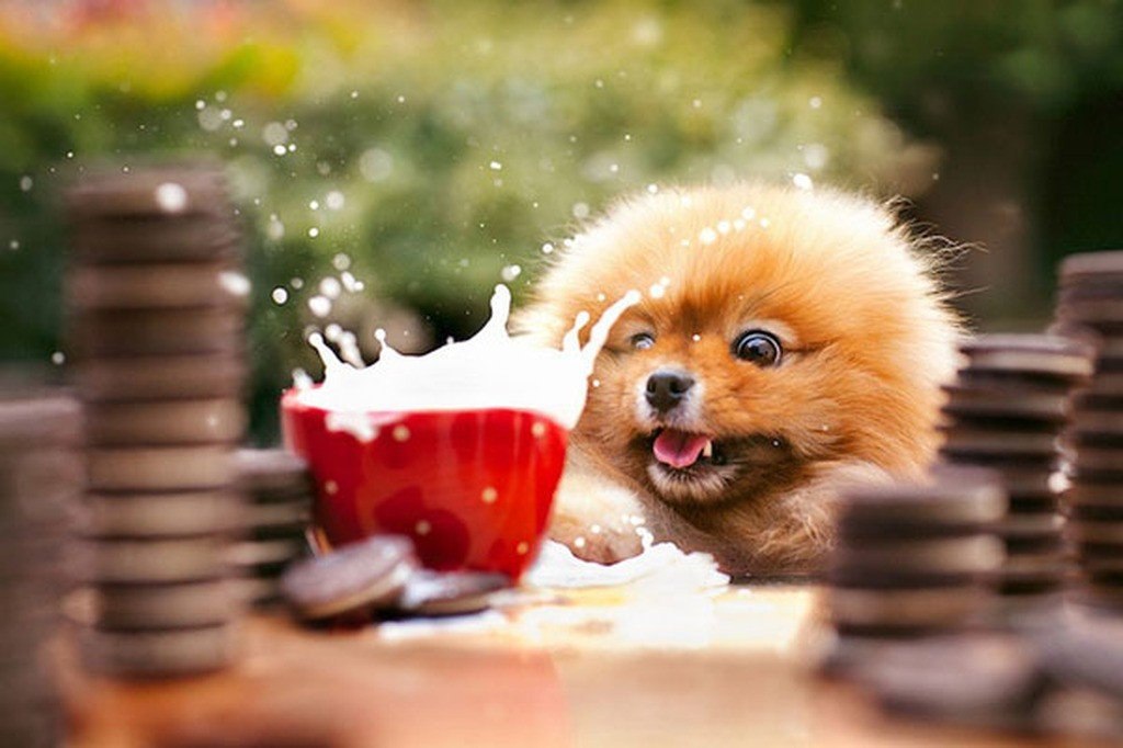 Позитивная собачка Флинт