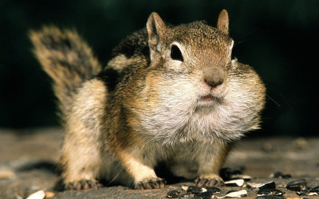 Смешные бурундуки - 5