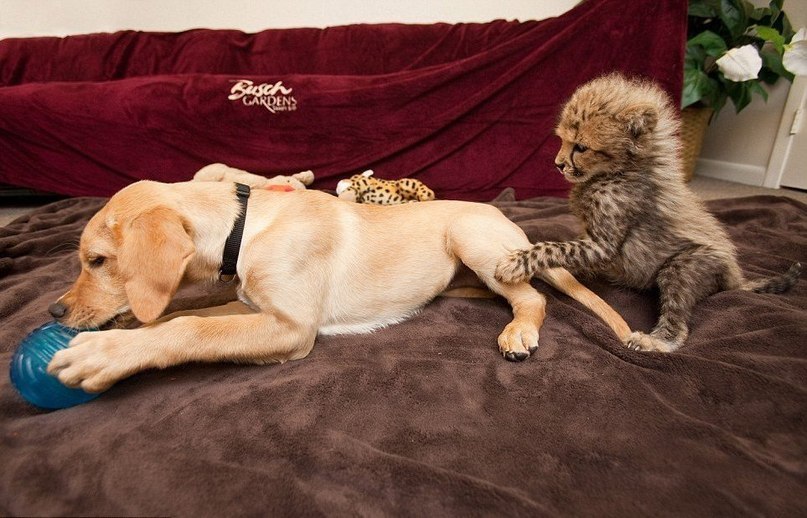 Содержащиеся в зоопарках гепарды живут вместе с собаками, которые помогают им развивать социальные навыки. В результате они становятся настоящими друзьями