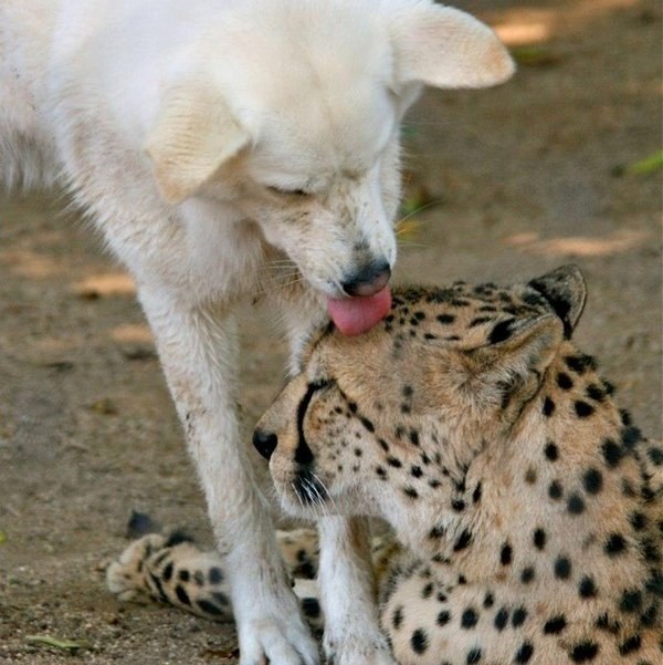 Содержащиеся в зоопарках гепарды живут вместе с собаками, которые помогают им развивать социальные навыки. В результате они становятся настоящими друзьями - 5