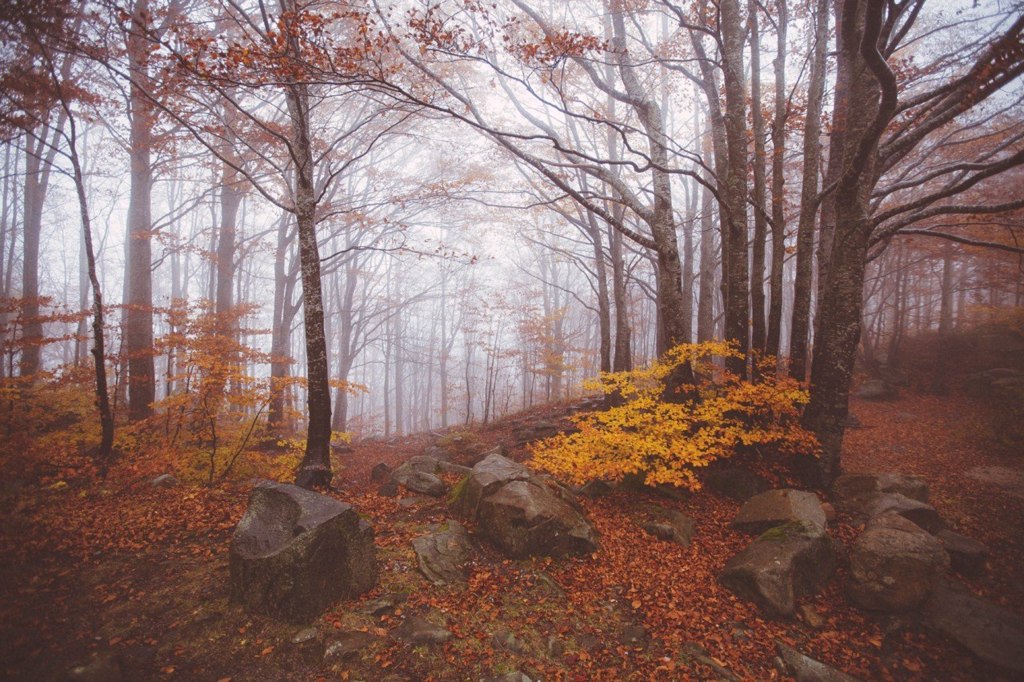 Осенний лес Тосканы, Италия - 6