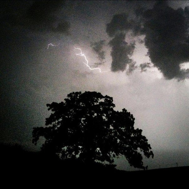 Серия снимков из жизни старого дуба от фотографа Марка Хирша