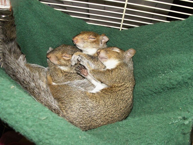 Животные в объятиях - 5