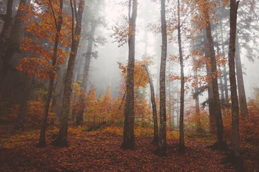 Осенний лес Тосканы, Италия - 8