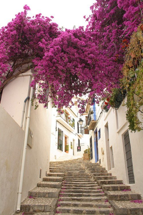 Althea, Spain