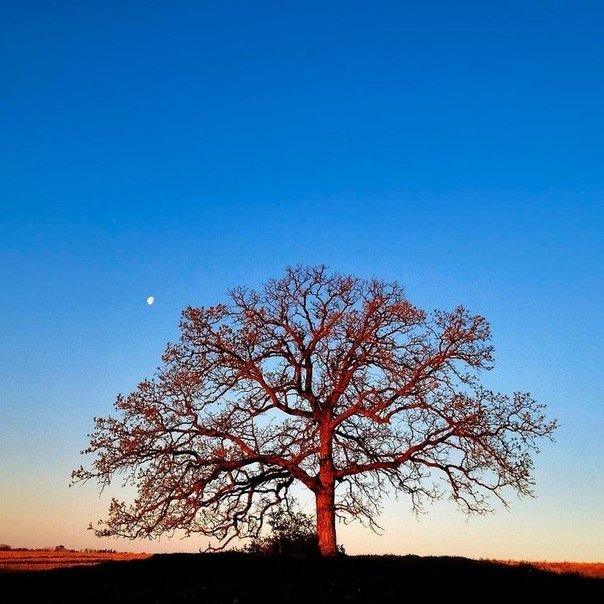 Серия снимков из жизни старого дуба от фотографа Марка Хирша - 6