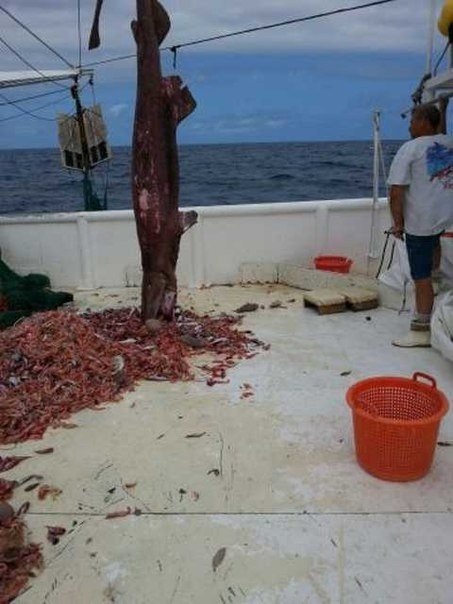 Рыбаки случайно выловили 5 метрового «гоблина». Промысловые рыбаки в Мексиканском заливе случайно поймали в свои сети ​​доисторическую акулу-гоблина, которая является самой редкой из всех акул, когда-либо виденных человеком.. Длина пойманной неподалеку от