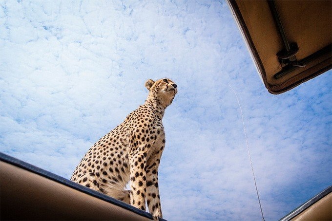 Встреча с гепардом в Танзании - 6