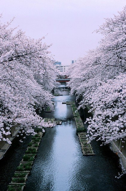 Цветущие вишни в Токио