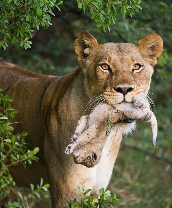 The lioness takes the cub to a secluded place