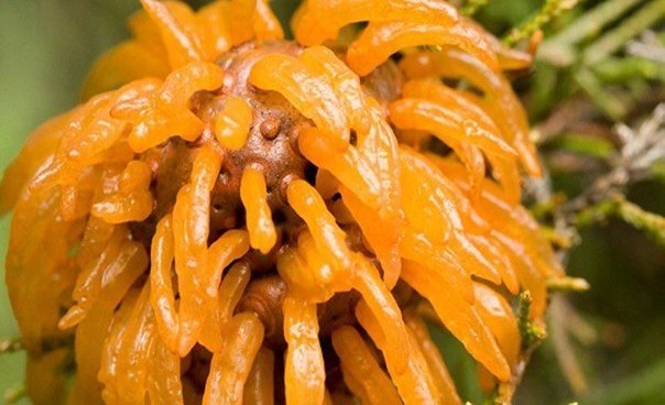 КЯГГ — грибковая инфекция, преображающая яблочные и кедровые плоды до неузнаваемости. Инфицированные плоды буквально за несколько месяцев превращаются в омерзительных чудовищ - 6