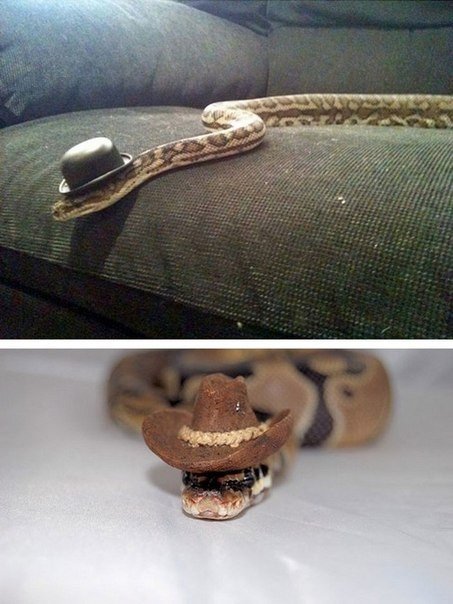 Ничего удивительного, просто змеи в шляпах