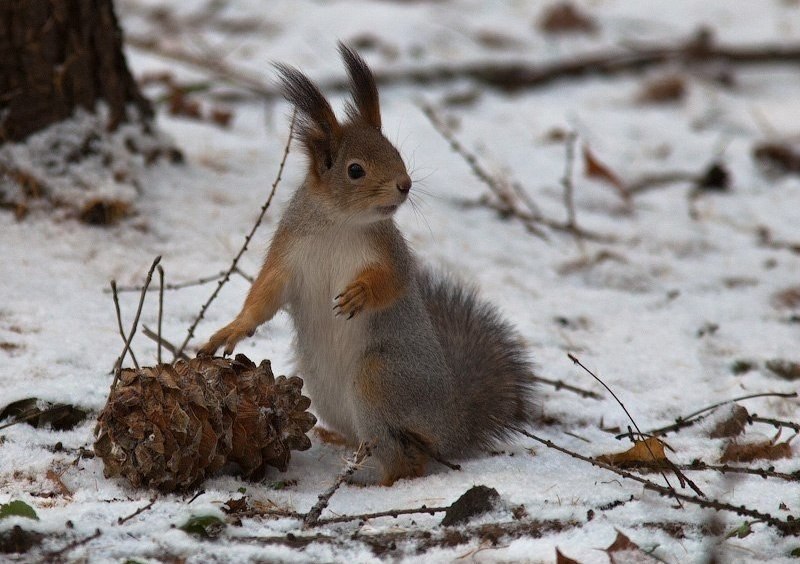 Зимнее шишколюбие