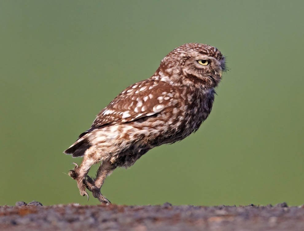 Шагающий сычик