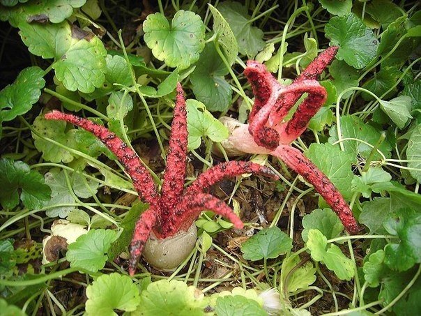 КЯГГ — грибковая инфекция, преображающая яблочные и кедровые плоды до неузнаваемости. Инфицированные плоды буквально за несколько месяцев превращаются в омерзительных чудовищ - 5