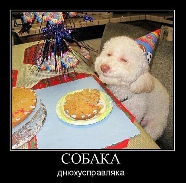 Собаки- улыбаки :) - 8