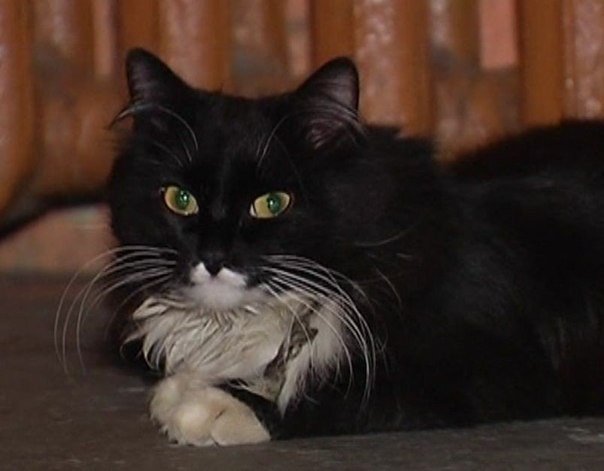 Жил в нашем подъезде очень красивый кот и вот буквально сегодня... нашел семью