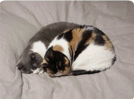 Синхронное котейство