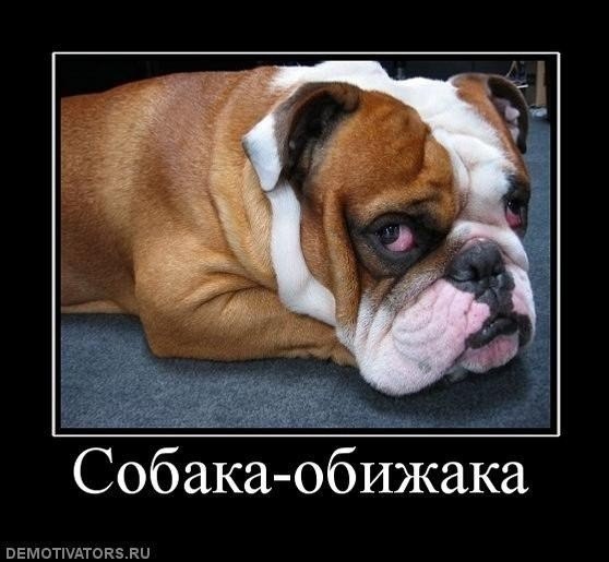 Собаки- улыбаки :)