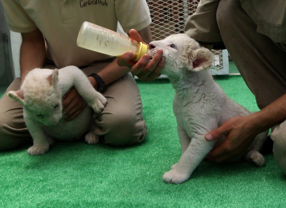 Очаровательные новорожденные белые львята - 7