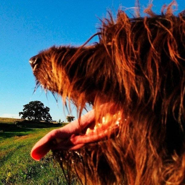 Серия снимков из жизни старого дуба от фотографа Марка Хирша - 5