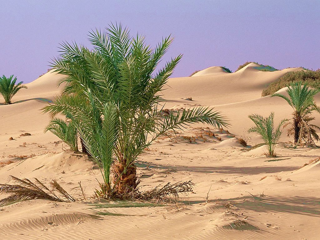 Пустелі світу - 8