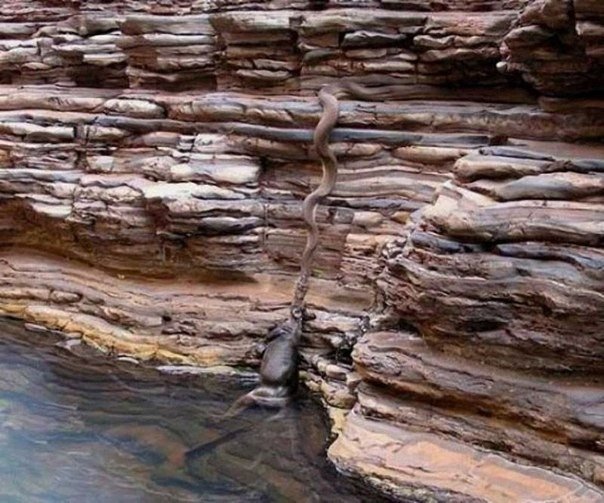 Фотографии, которые "взорвали" интернет.. Фотографии, которые потрясли Всемирную сеть в разное время - 9